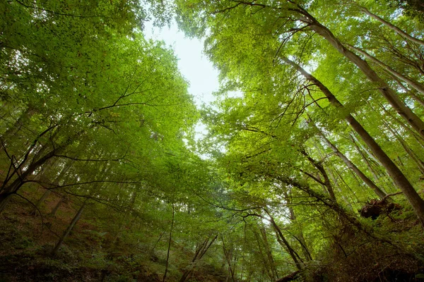 Träd Underifrån Skogen Hösten Landskap Skogen Forest Bakgrund Foto — Stockfoto