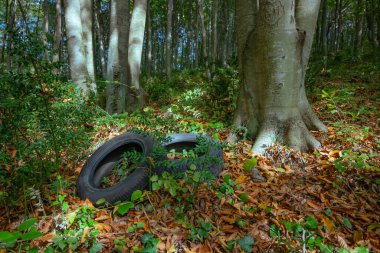 Ormanda kullanılmış ve atılmış lastikler. Çevre kirliliği. Ormandaki kirlilik. Yüksek kalite fotoğraf