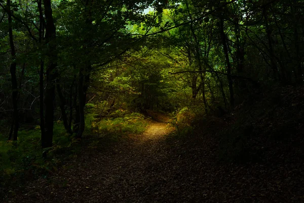 Caminho Parcialmente Iluminado Floresta Escura Foto Alta Qualidade Moody Assustador — Fotografia de Stock