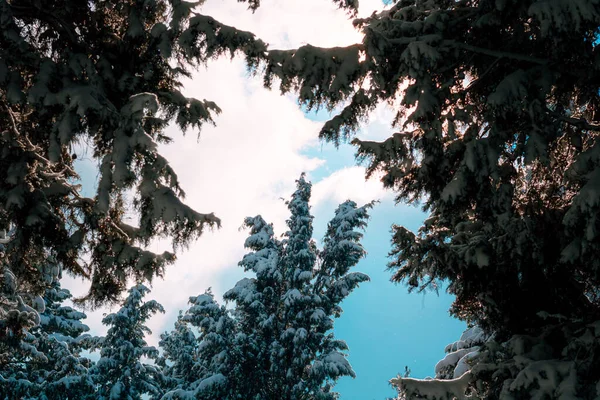 Karlı Ağaçlar Bulutlu Gökyüzü Kış Fotoğrafı Kışın Orman Kış Teması — Stok fotoğraf