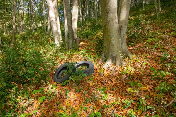 Pneus Usados Descartados Floresta Poluição Ambiental Poluição Floresta Foto Alta — Fotografia de Stock