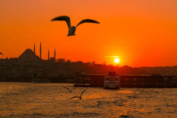 Seagulls and Silhouette of Istanbul at sunset — Stock Photo, Image
