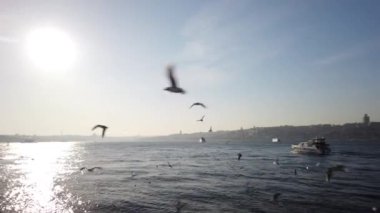 İstanbul 'da martıları ekmekle beslemek