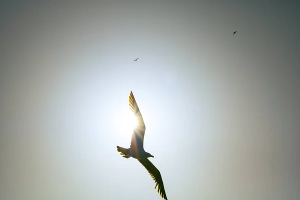 Silhouette Seagull Flying Sky Sunset Freedom Friendship Metaphor Sunset Background — Stock Photo, Image