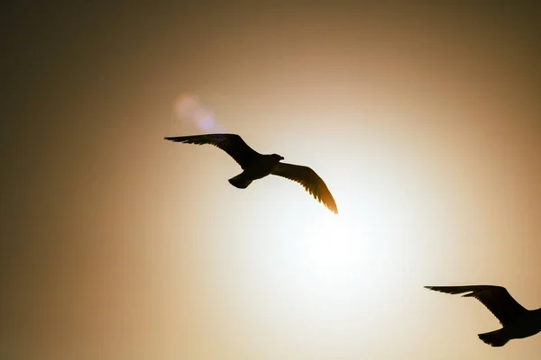 Silhouette Seagulls Flying Sky Sunset Freedom Friendship Metaphor Flock Seagulls — Stock Photo, Image