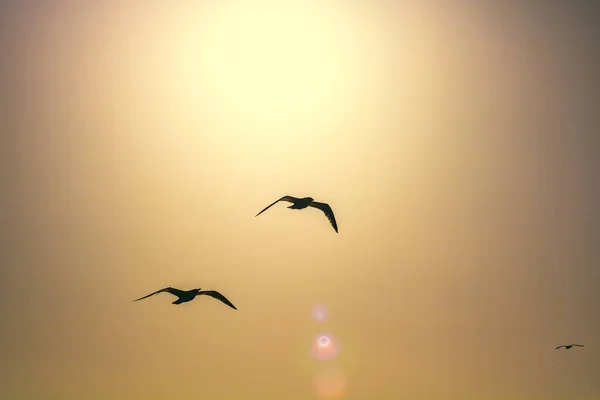 석양에 하늘을 나는 갈매기의 실루엣 — 스톡 사진