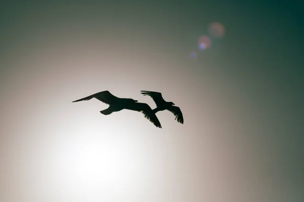 Silhueta de gaivotas voando no céu ao pôr do sol — Fotografia de Stock