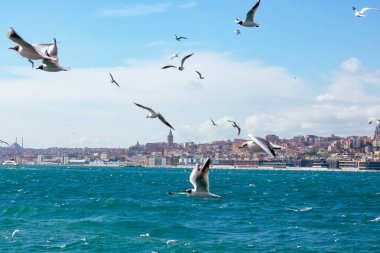 İstanbul arka plan fotoğrafı. Arka planda galata kulesi olan martılar. İstanbul 'un bulutlu gökyüzü manzarası. Boğaz Boğazı.