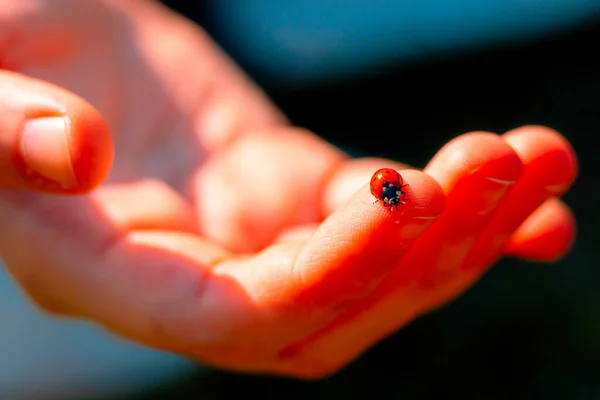 一个瓢虫正对着女人的手 瓢虫在手上 祝好运 — 图库照片