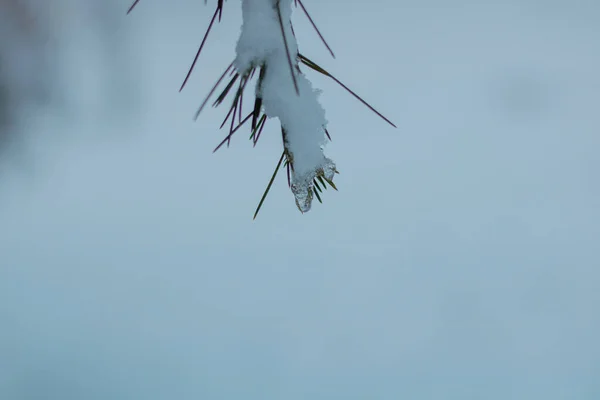 Rama Pino Cubierto Nieve Hojas Foco Foto Fondo Invierno Bosque — Foto de Stock