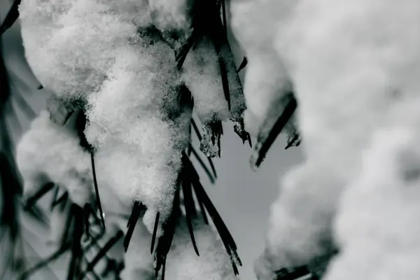 Rama Pino Cubierto Nieve Hojas Foco Foto Fondo Invierno Bosque — Foto de Stock