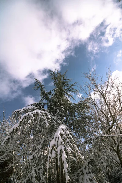 Hóval Borított Fenyőfák Erdőben Télen Téli Háttér Fotó Havas Erdő — Stock Fotó