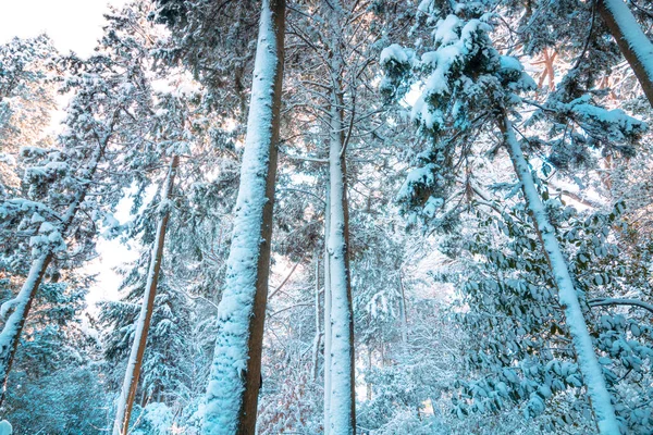 Sneeuw Bedekt Pijnbomen Het Bos Winter Winter Achtergrond Foto Sneeuwwoud — Stockfoto