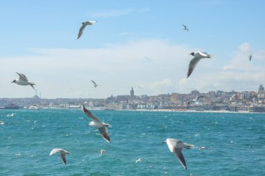 İstanbul arka plan fotoğrafı. Arka planda galata kulesi olan martılar. İstanbul 'un bulutlu gökyüzü manzarası. Boğaz Boğazı.