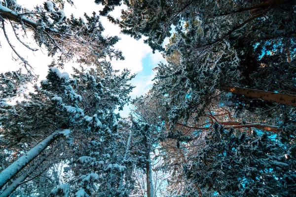 Pinos Cubiertos Nieve Bosque Invierno Foto Fondo Invierno Bosque Nevado — Foto de Stock