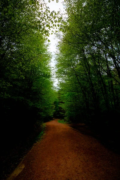 Caminho de trekking na floresta. Caminho pedestre. Estilo de vida saudável. — Fotografia de Stock