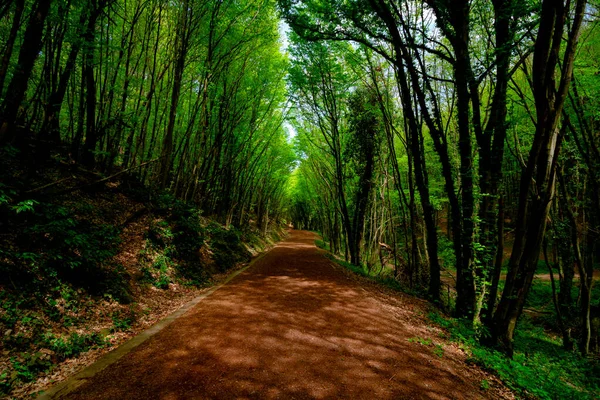 Caminho de trekking na floresta. Caminho pedestre. Estilo de vida saudável. — Fotografia de Stock