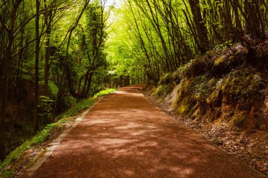 Ormanda gezintiye çıkmak. Yürüme yolu. Sağlıklı bir yaşam tarzı. Ormanda koşuyor. İstanbul 'daki Polonezkoy Doğa Parkı.