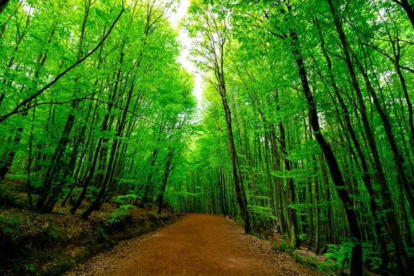 森の中でトレッキングパス。歩く道だ。健康的なライフスタイル. — ストック写真