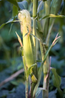 Mısır tarlasının sapına yakın mısırlar. Organik tarım, tarım kavramı. Dikey çerçevelenmiş çekim.