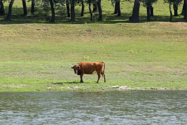Pokojowo Pasąca Się Krowa Brzegu Rzeki Koncepcja Życia Rolniczego Strzał — Zdjęcie stockowe