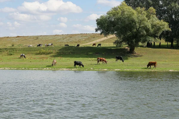 Krowy Wypasają Się Pokojowo Brzegu Rzeki Koncepcja Życia Rolniczego Strzał — Zdjęcie stockowe