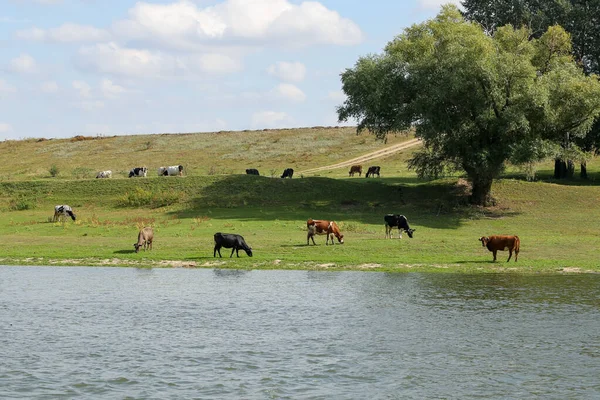 Mucche Pascolano Pacificamente Sulla Riva Del Fiume Concetto Vita Agricola — Foto Stock