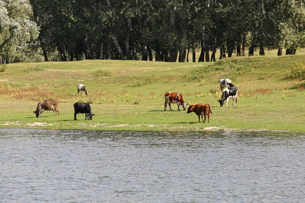 Krowy Wypasają Się Pokojowo Brzegu Rzeki Koncepcja Życia Rolniczego Strzał — Zdjęcie stockowe