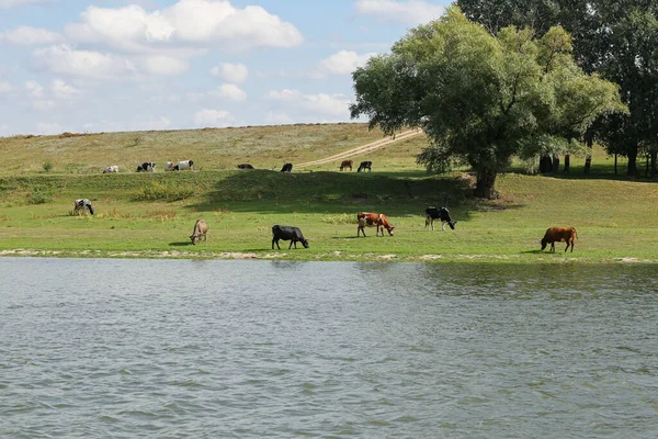 Коровы Мирно Пасутся Берегу Реки Концепция Сельскохозяйственной Жизни Горизонтально Обрамленный Стоковое Изображение