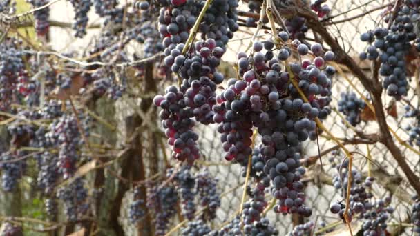 Uvas Azules Maduras Balanceándose Viento Los Insectos Están Volando 2160P — Vídeos de Stock