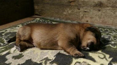 Yavru köpek uykuya dalıyor ve esniyor. 4K 2160p 25fps Apple ProRes 422 LT video.