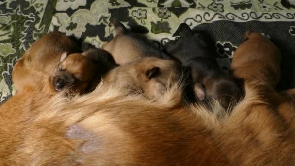 Cachorros Chupando Leche Madre Perra 2160P 25Fps Apple Prores 422 — Vídeos de Stock