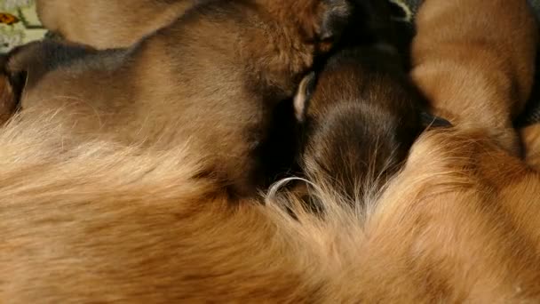 Filhotes Cachorro Sugando Leite Cão Mãe 2160P 25Fps Apple Prores — Vídeo de Stock