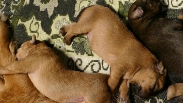 Puppies Sleep Next Mother 2160P 25Fps Apple Prores 422 Video — Stock Video