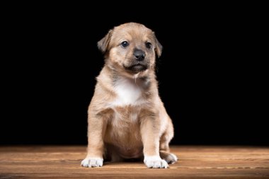 Tahta bir masada şirin bir köpek yavrusu. Siyah arka planda stüdyo fotoğrafı. Yatay çerçeveli çekim.