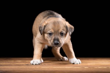 Tahta bir masada şirin bir köpek yavrusu. Siyah arka planda stüdyo fotoğrafı. Yatay çerçeveli çekim.