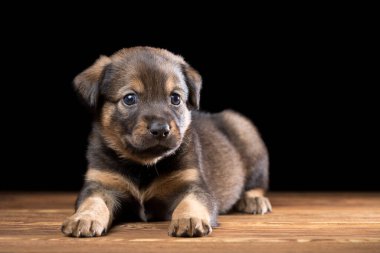 Tahta bir masada şirin bir köpek yavrusu. Siyah arka planda stüdyo fotoğrafı. Yatay çerçeveli çekim.