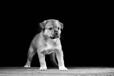 Tahta bir masada şirin bir köpek yavrusu. Siyah bir arkaplanda stüdyo fotoğrafı.