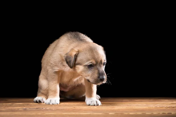 Cute puppy on a wooden table. Studio photo on a black background. — Stock Photo, Image