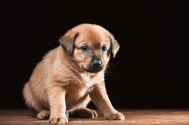 Tahta bir masada şirin bir köpek yavrusu. Siyah bir arkaplanda stüdyo fotoğrafı.