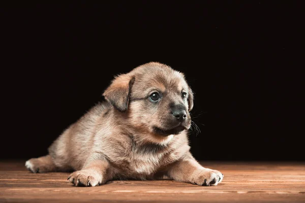 Lindo cachorro en una mesa de madera. Foto del estudio sobre fondo negro. — Foto de Stock