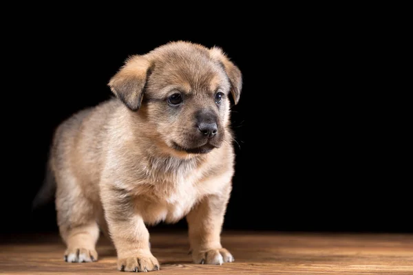 Tahta bir masada şirin bir köpek yavrusu. Siyah bir arkaplanda stüdyo fotoğrafı. — Stok fotoğraf