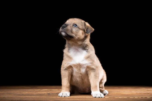 Lindo cachorro en una mesa de madera. Foto del estudio sobre fondo negro. — Foto de Stock