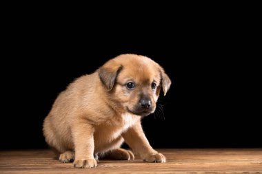 Tahta bir masada şirin bir köpek yavrusu. Siyah arka planda stüdyo fotoğrafı. Yatay çerçeveli çekim.