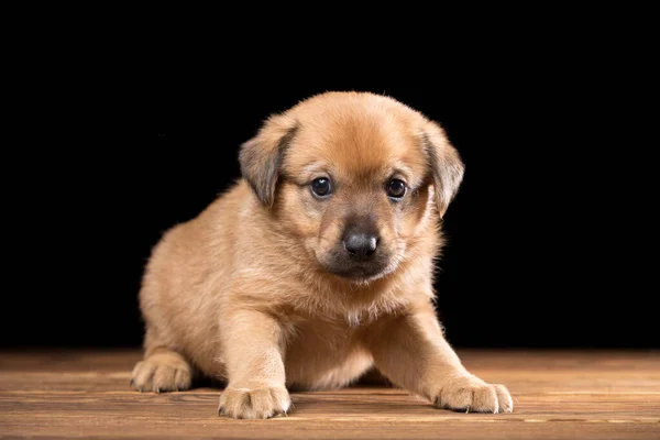 Lindo Cachorro Una Mesa Madera Foto Del Estudio Sobre Fondo — Foto de Stock