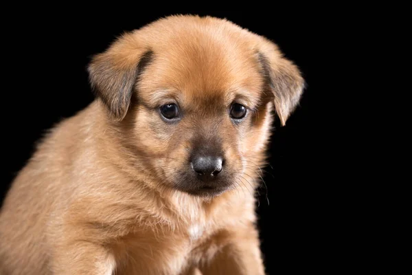 Retrato Hermoso Cachorro Sobre Fondo Negro Tiro Con Marco Horizontal — Foto de Stock