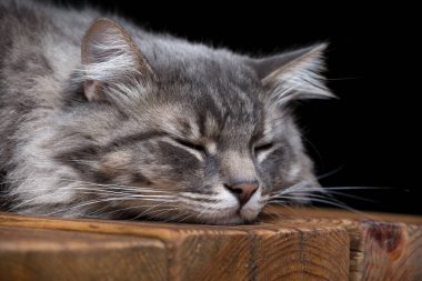 Güzel bir safkan kedi ahşap bir masada uyur. Siyah arka planda stüdyo fotoğrafı. Yatay çerçeveli çekim.