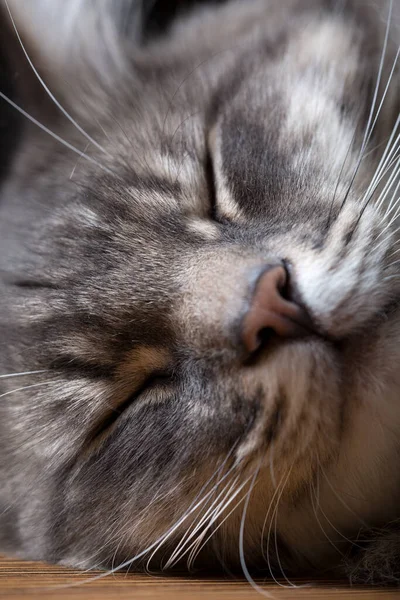 Портрет Спящей Кошки Вблизи Вертикальный Кадр — стоковое фото