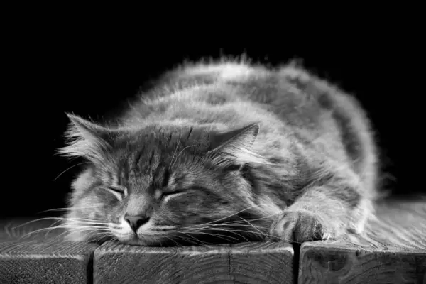 Красива Чистокровна Кішка Спить Дерев Яному Столі Студійне Фото Чорному — стокове фото