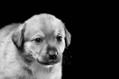 Siyah arka planda güzel bir köpek yavrusunun portresi. Yatay çerçeveli çekim.